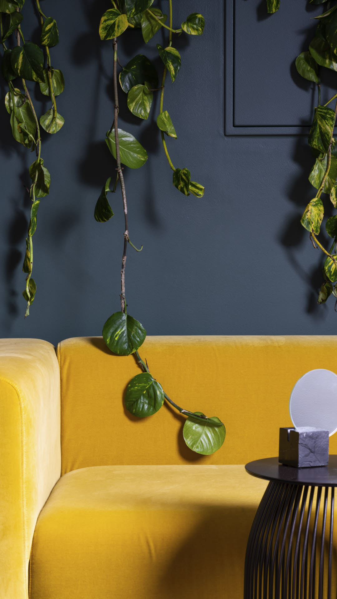 Gr&oslash;nneplanter p&aring; bl&aring; vegg og gul sofa_st&aring;ende form.jpg